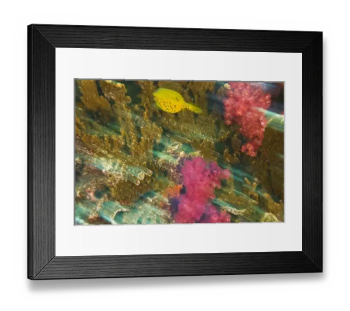 Framed Print : Cube Boxfish (Ostacion cubicus), Richelieu Rock, Surin National Marine Park, South of Phuket, Thailand, S. E. Asia Framed Print : Cube Boxfish (Ostacion cubicus), Richelieu Rock, Surin National Marine Park, South of Phuket, Thailand, S. E. Asia