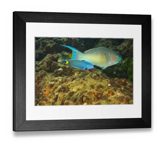 Framed Print : Asia, Thailand Framed Print : Asia, Thailand