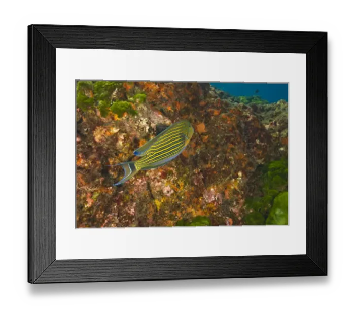 Framed Print : Lined Surgeonfish (Acanthurus lineatus), Richelieu Rock, Surin National Marine Park Framed Print : Lined Surgeonfish (Acanthurus lineatus), Richelieu Rock, Surin National Marine Park