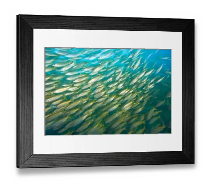 Framed Print : Schooling Bigeye Snappers (Lutjanus lutjanus), Richelieu Rock, Surin National Marine Park Framed Print : Schooling Bigeye Snappers (Lutjanus lutjanus), Richelieu Rock, Surin National Marine Park