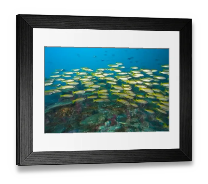 Framed Print : Schooling Bigeye Snappers (Lutjanus lutjanus), Richelieu Rock, Surin National Marine Park