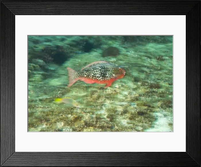 Framed Print : Parrotfish, scuba diving at Richelieu Rock, Mu Koh Surin National Marine Park, just