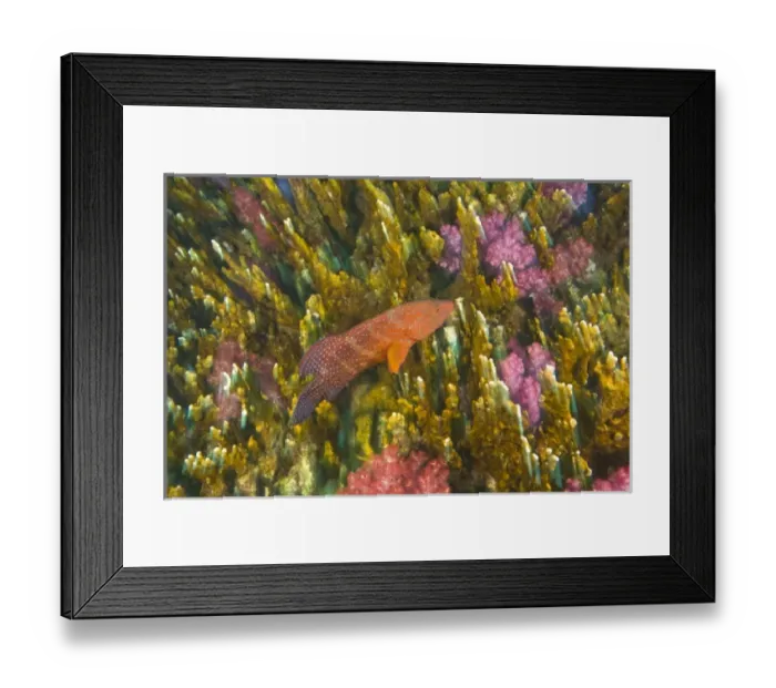 Framed Print : Coral Grouper (Cephalopholus miniata), Scuba diving at Richelieu Rock, Mu Koh Surin Framed Print : Coral Grouper (Cephalopholus miniata), Scuba diving at Richelieu Rock, Mu Koh Surin