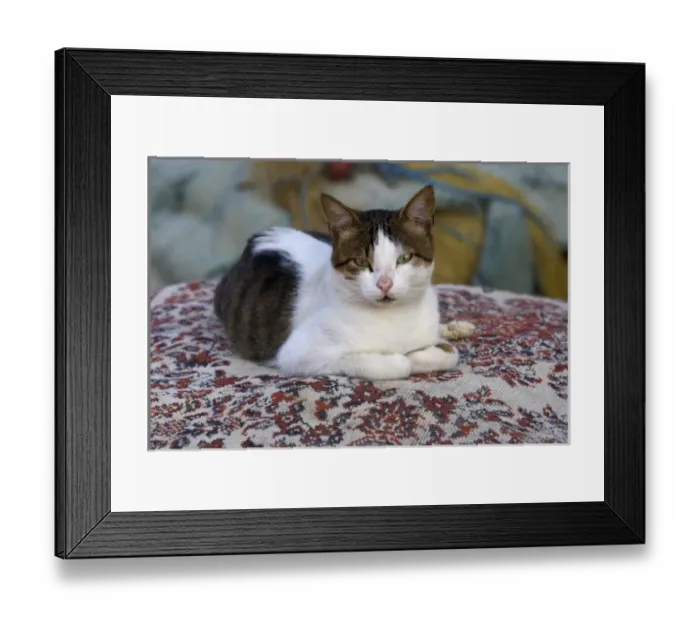 Framed Print : Cat in Marina of Kusadasi along the Aegean Sea, Turkey Framed Print : Cat in Marina of Kusadasi along the Aegean Sea, Turkey