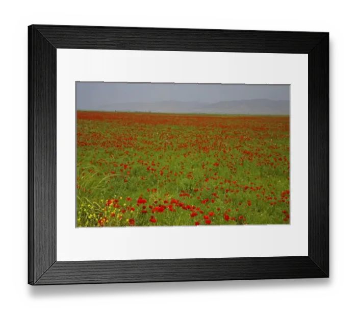 Framed Print : Middle East Turkey With red Poppies in the fields as we head West to the City of Framed Print : Middle East Turkey With red Poppies in the fields as we head West to the City of