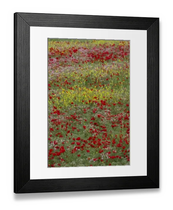 Framed Print : Middle East Turkey Springtime with Red Poppies and Yellow Mustrad in the Landscape Framed Print : Middle East Turkey Springtime with Red Poppies and Yellow Mustrad in the Landscape