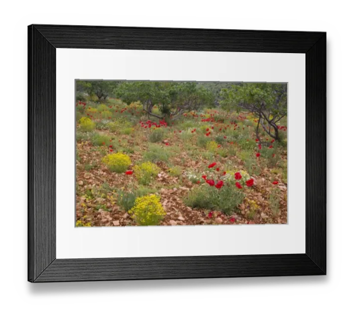 Framed Print : Asia, Turkey Framed Print : Asia, Turkey