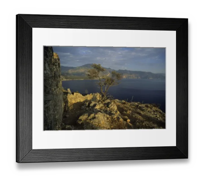 Framed Print : Lone tree grows out of rocky ancient ruins on Gemilar Island, Turquoise Coast, Turkey