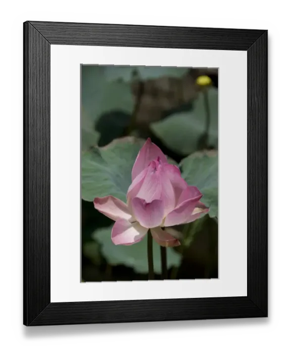 Framed Print : Asia, Vietnam, (near Saigon) My Tho. Vinh Trang Pagoda, pink lotus flower Framed Print : Asia, Vietnam, (near Saigon) My Tho. Vinh Trang Pagoda, pink lotus flower