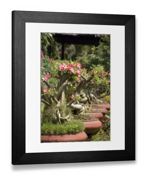 Framed Print : Asia, Vietnam Framed Print : Asia, Vietnam