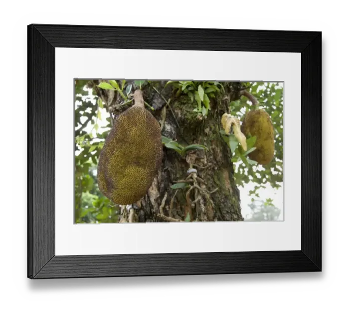 Framed Print : Asia, Vietnam Framed Print : Asia, Vietnam