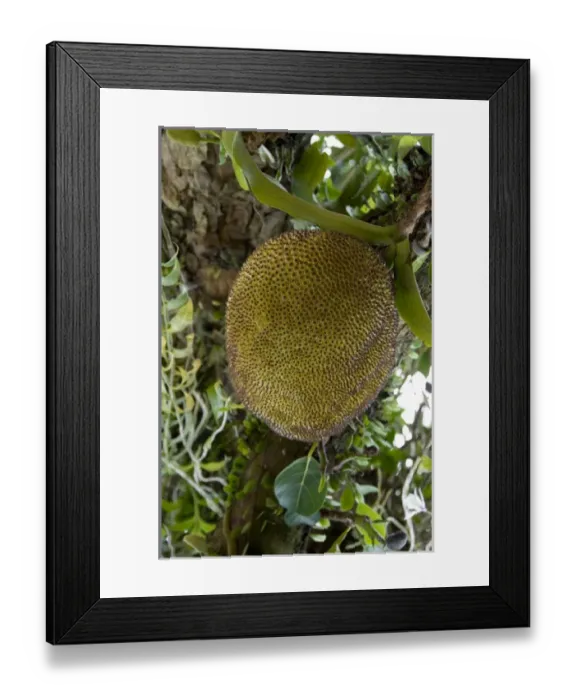 Framed Print : Asia, Vietnam Framed Print : Asia, Vietnam