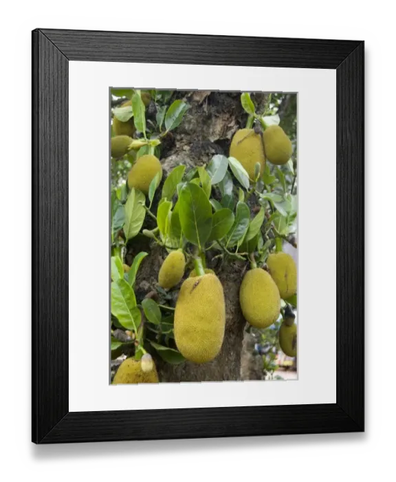 Framed Print : Asia, Vietnam Framed Print : Asia, Vietnam