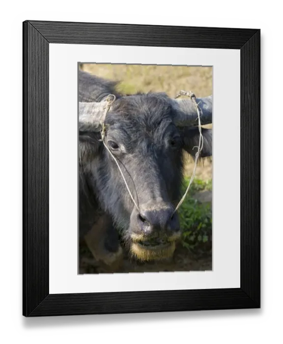 Framed Print : Water buffalo used for farming and transportation near Hue, Vietnam Framed Print : Water buffalo used for farming and transportation near Hue, Vietnam