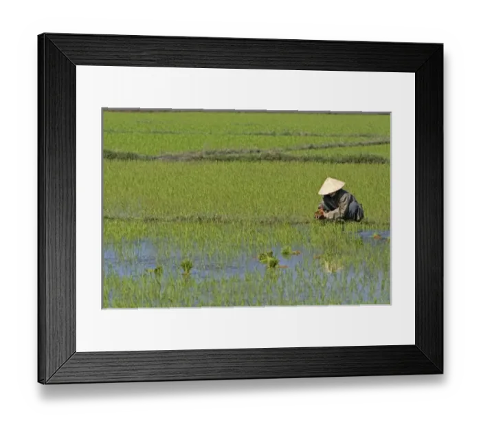 Framed Print : Asia, Vietnam Framed Print : Asia, Vietnam