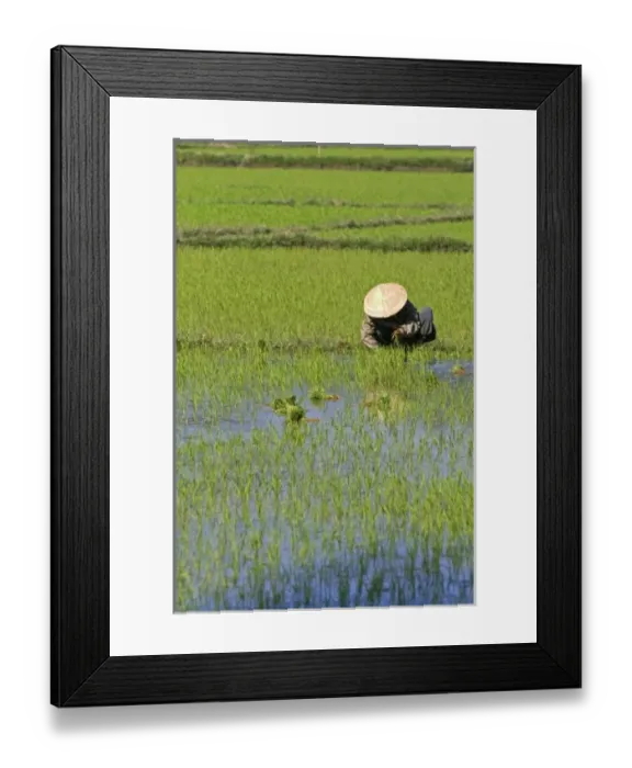 Framed Print : Asia, Vietnam