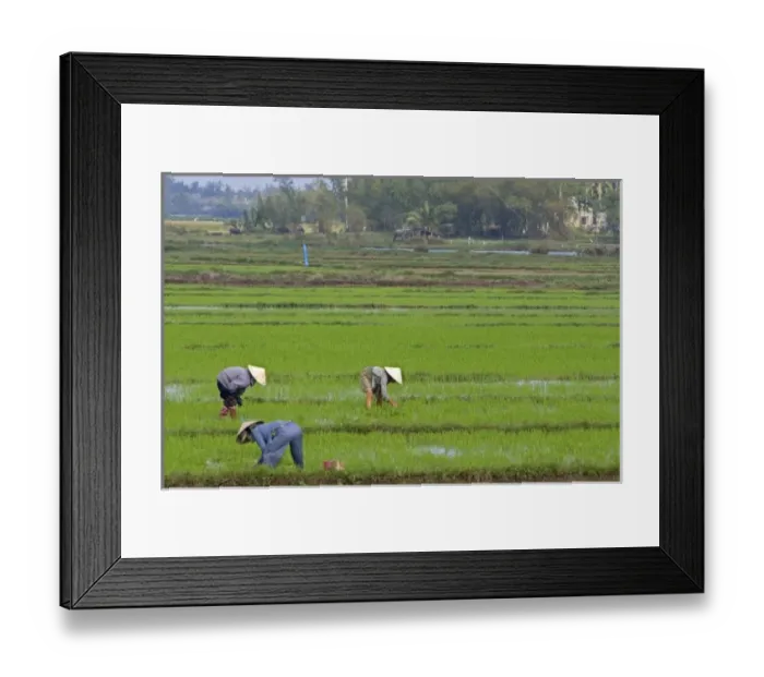 Framed Print : Vietnamese farmers tend to a rice paddy near Hoi An, Vietnam Framed Print : Vietnamese farmers tend to a rice paddy near Hoi An, Vietnam