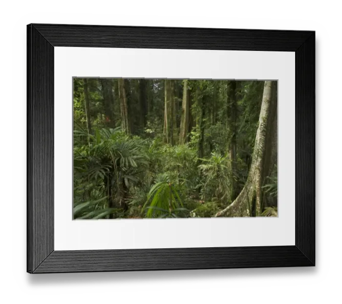 Framed Print : Australia, New South Wales, Rainforest Trees, Wonga Walk, Dorrigo National Park Framed Print : Australia, New South Wales, Rainforest Trees, Wonga Walk, Dorrigo National Park