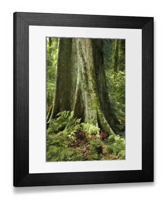 Framed Print : Australia, New South Wales, Rainforest Tree, Wonga Walk, Dorrigo National Park Framed Print : Australia, New South Wales, Rainforest Tree, Wonga Walk, Dorrigo National Park