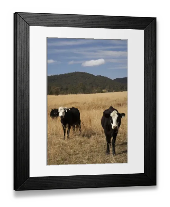 Framed Print : Australia, New South Wales, Cows and Dry Farmland near Wauchope