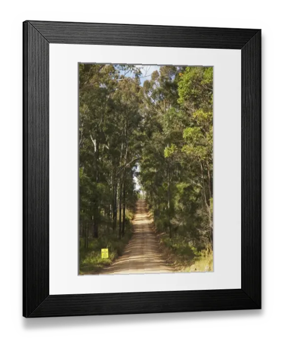 Framed Print : Australia, New South Wales, Cowarra Access Road though Eucalyptus Forest, near Wauchope