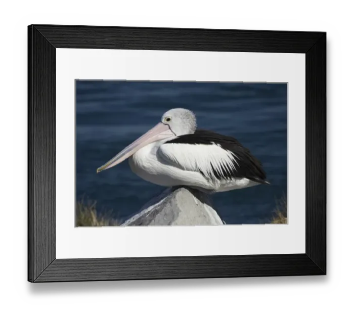 Framed Print : Australian Pelican (Pelecanus conspicillatus), Blacksmiths, Swansea Channel, New South Wales