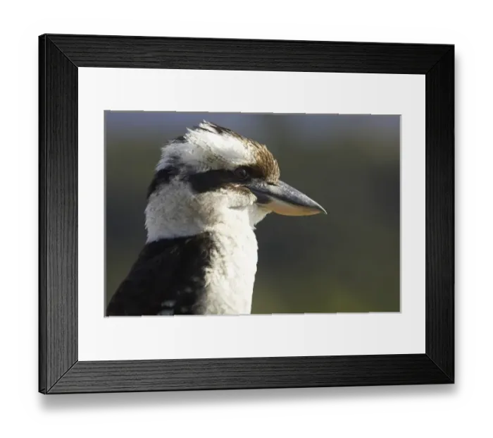 Framed Print : Australia. Laughing Kookaburra ( Dacelo novaeguineae or Dacelo gigas )