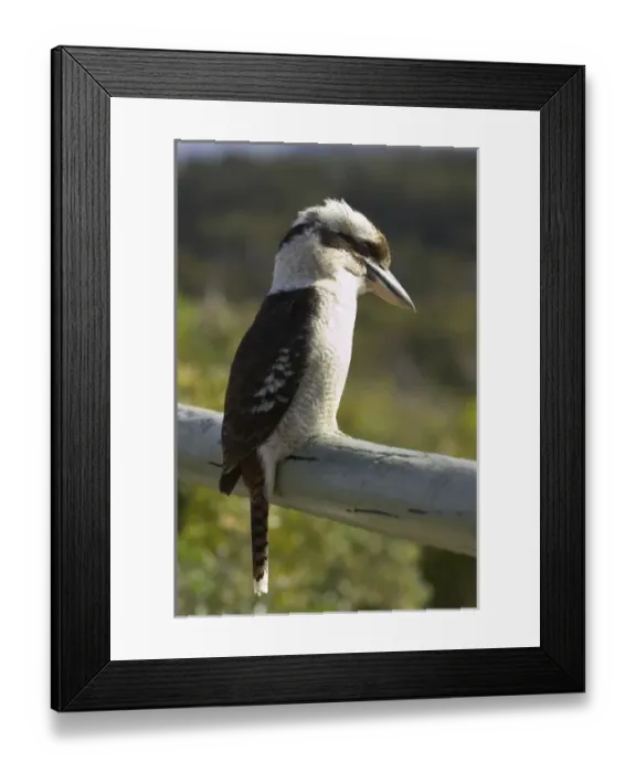Framed Print : Australia. Laughing Kookaburra ( Dacelo novaeguineae or Dacelo gigas ) Framed Print : Australia. Laughing Kookaburra ( Dacelo novaeguineae or Dacelo gigas )