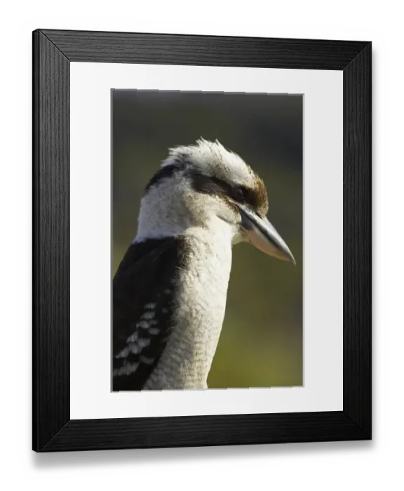 Framed Print : Laughing Kookaburra ( Dacelo novaeguineae or Dacelo gigas ), Nambucca Heads, New South Wales Framed Print : Laughing Kookaburra ( Dacelo novaeguineae or Dacelo gigas ), Nambucca Heads, New South Wales