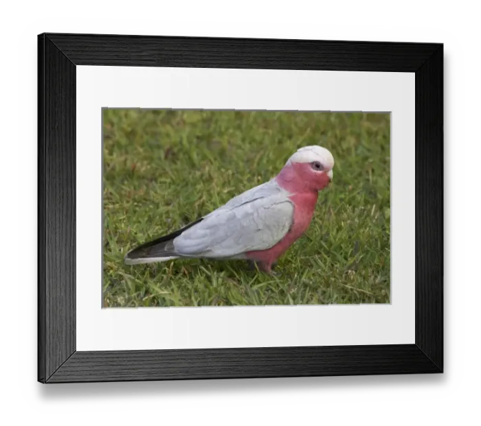 Framed Print : Galah (Cacatua roseicapilla), Nambucca Heads, New South Wales, Australia