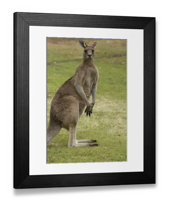 Framed Print : Australia. Kangaroo, Trial Bay, New South Wales, Australia Framed Print : Australia. Kangaroo, Trial Bay, New South Wales, Australia