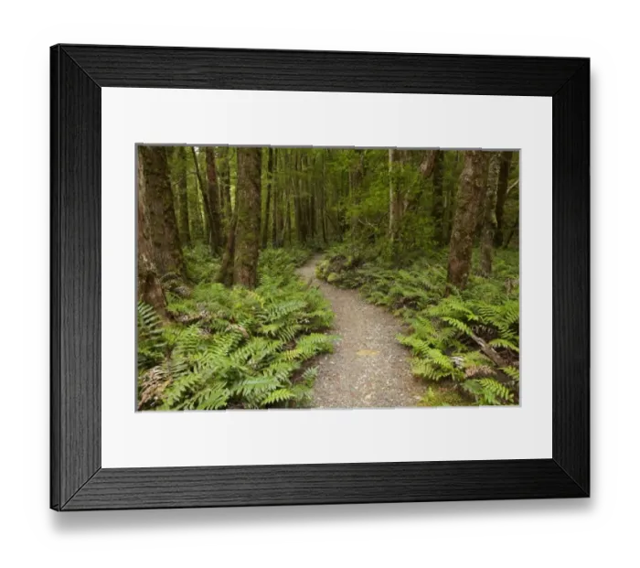 Framed Print : Australia. Track to Ralphs Falls, Mt Victoria Forest Reserve, Eastern Tasmania, Australia