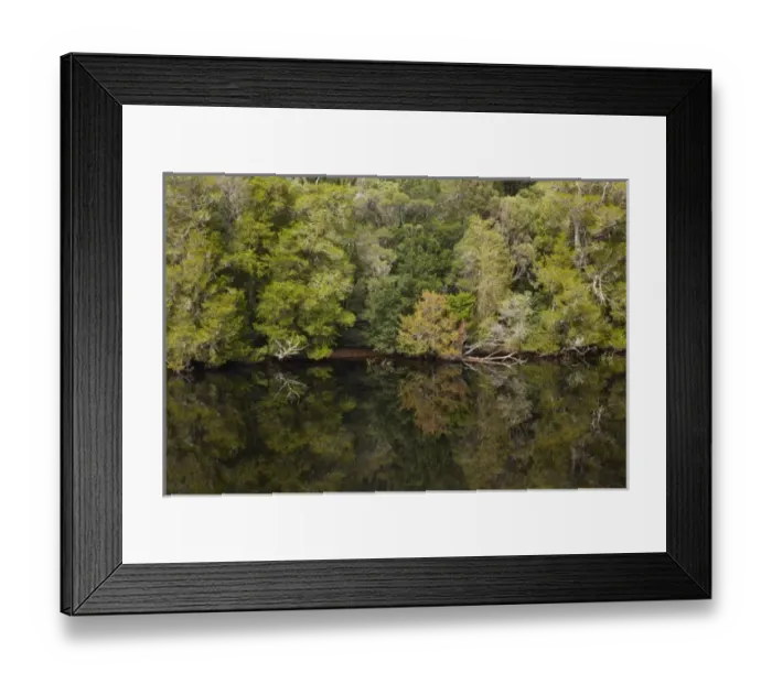 Framed Print : Australia. Forest Reflected in Gordon River, Franklin - Gordon Wild Rivers National Park Framed Print : Australia. Forest Reflected in Gordon River, Franklin - Gordon Wild Rivers National Park