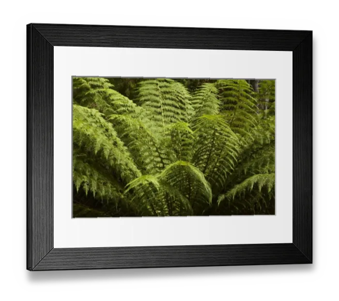 Framed Print : Australia. Ferns, Sarah Island (Historic Convict Station)