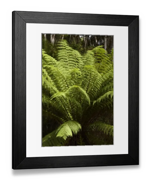 Framed Print : Australia. Ferns, Sarah Island (Historic Convict Station) Framed Print : Australia. Ferns, Sarah Island (Historic Convict Station)