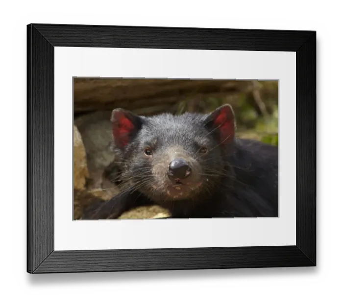 Framed Print : Australia. Tasmanian Devil (Sarcophilus harrisii) Framed Print : Australia. Tasmanian Devil (Sarcophilus harrisii)