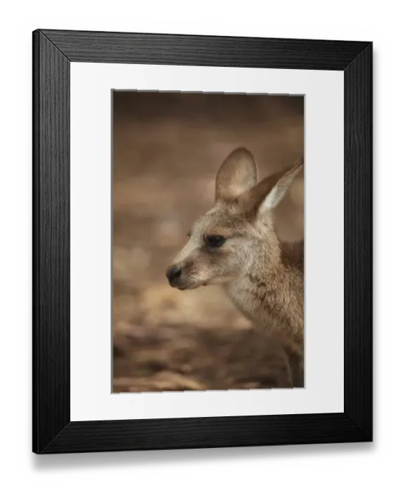 Framed Print : Forester Kangaroo ( Macropus giganteus tasmaniensis ), Tasman Peninsula, Southern Tasmania Framed Print : Forester Kangaroo ( Macropus giganteus tasmaniensis ), Tasman Peninsula, Southern Tasmania