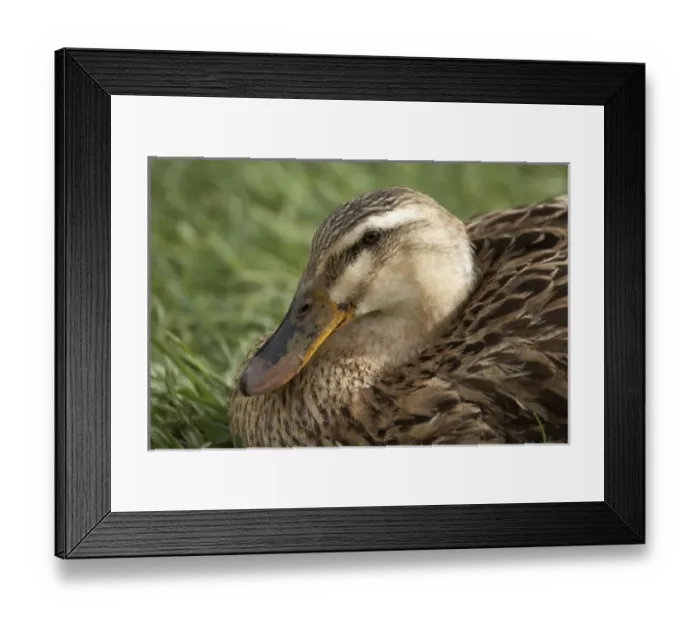 Framed Print : Australia. Duck, Richmond, Tasmania, Australia Framed Print : Australia. Duck, Richmond, Tasmania, Australia