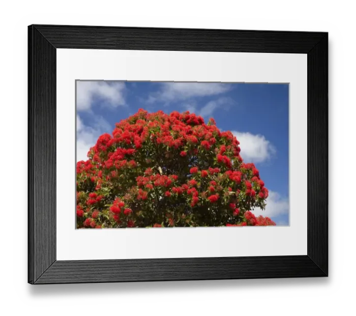 Framed Print : Red Flowering Gum Tree, Marrawah, North Western Tasmania, Australia