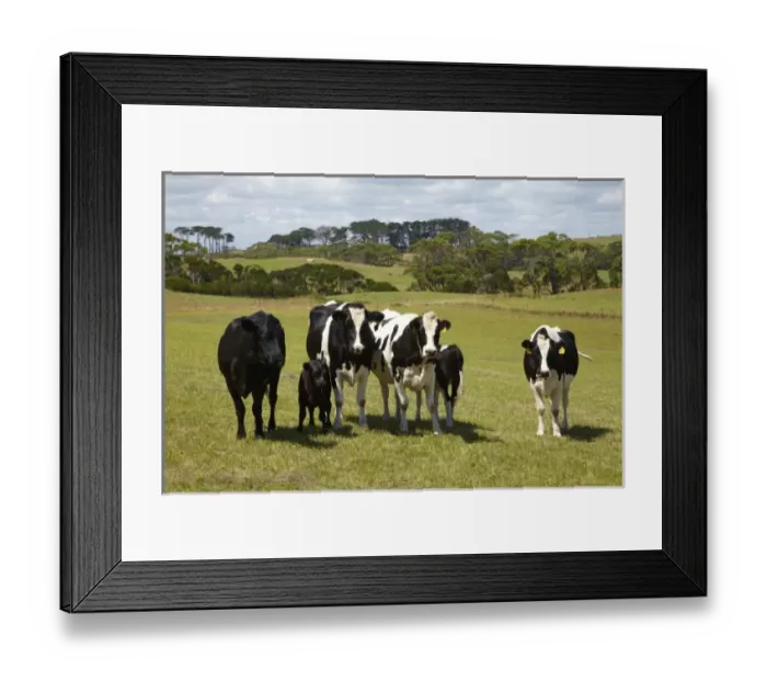 Framed Print : Australia. Cows and Farmland near Marrawah, North Western Tasmania, Australia