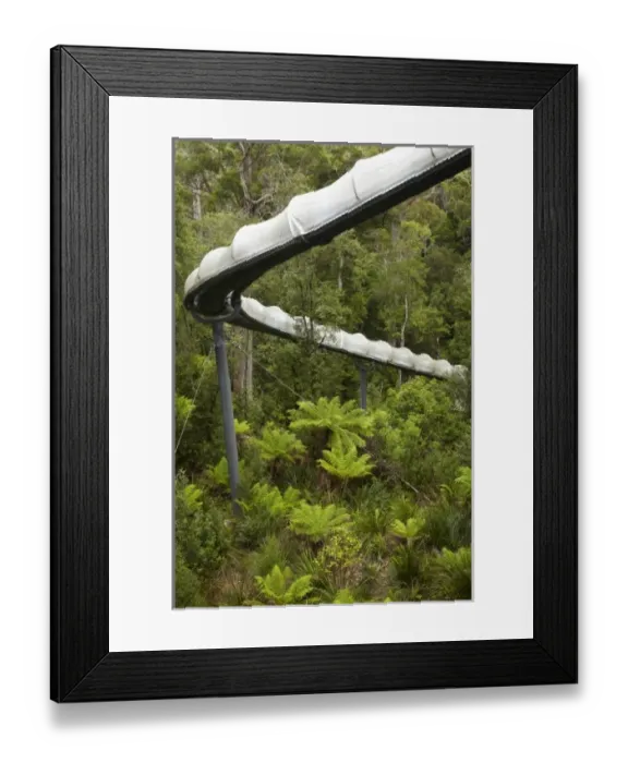 Framed Print : Australia. Adventure Slide, Tarkine Forest Adventures 