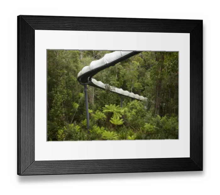 Framed Print : Australia. Adventure Slide, Tarkine Forest Adventures Framed Print : Australia. Adventure Slide, Tarkine Forest Adventures