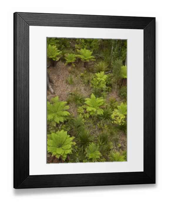 Framed Print : Australia. Ferns, Tarkine Forest Adventures (ex Dismal Swamp) Framed Print : Australia. Ferns, Tarkine Forest Adventures (ex Dismal Swamp)