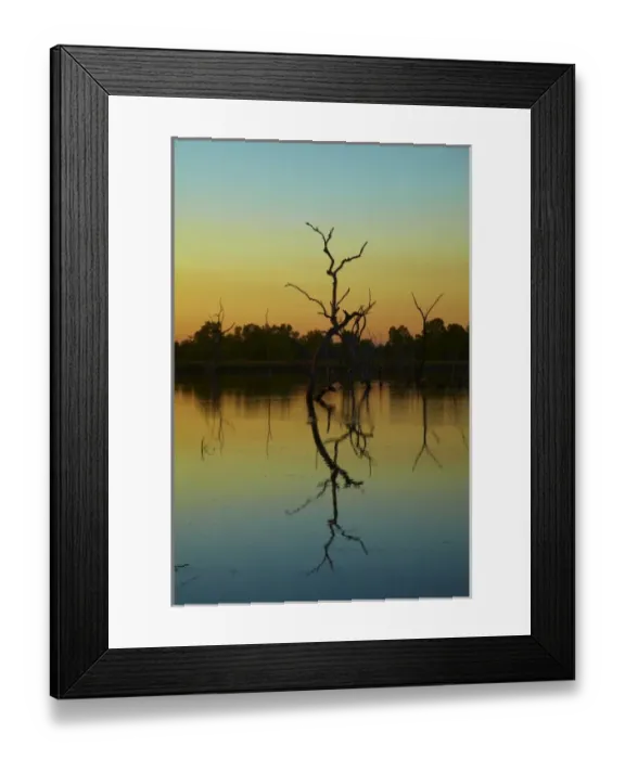 Framed Print : Australia. Dead trees reflected in Lily Creek Lagoon at dawn Framed Print : Australia. Dead trees reflected in Lily Creek Lagoon at dawn