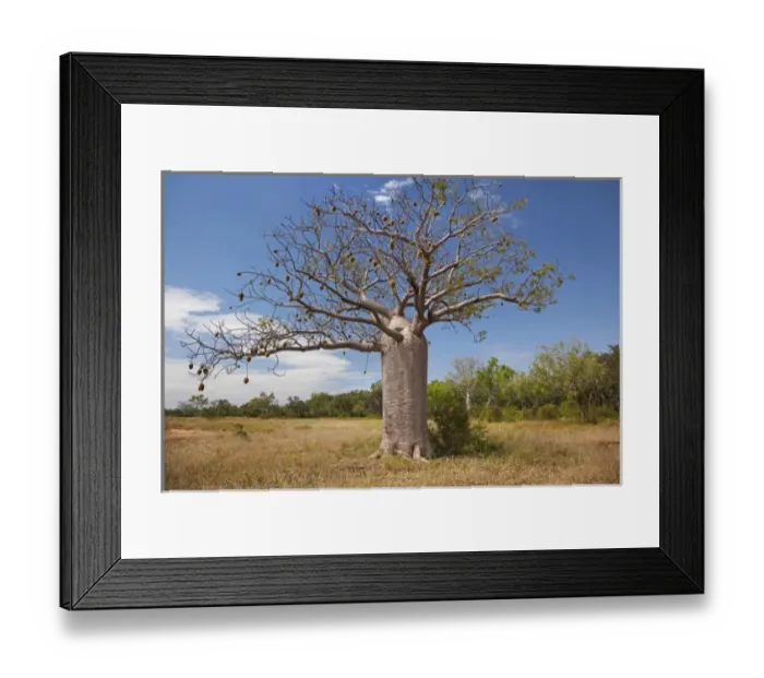 Framed Print : Boab tree, near Warmun (Turkey Creek), Great Northern Highway, Kimberley Region, Western Australia Framed Print : Boab tree, near Warmun (Turkey Creek), Great Northern Highway, Kimberley Region, Western Australia