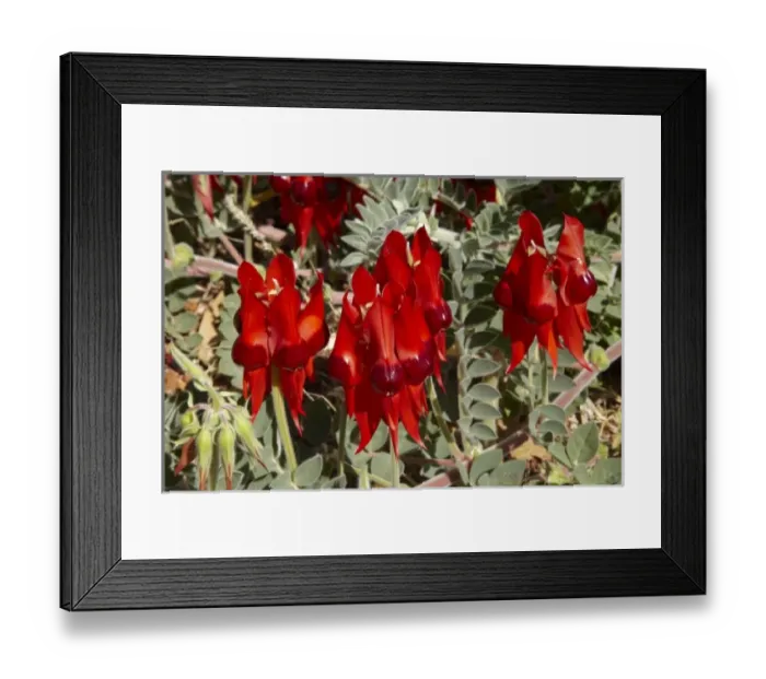 Framed Print : Sturt Pea ( Swainsona formosa ), Halls Creek, Kimberley Region, Western Australia Framed Print : Sturt Pea ( Swainsona formosa ), Halls Creek, Kimberley Region, Western Australia