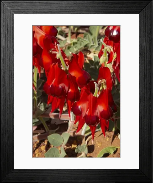 Framed Print : Sturt Pea ( Swainsona formosa ), Halls Creek, Kimberley Region, Western Australia Framed Print : Sturt Pea ( Swainsona formosa ), Halls Creek, Kimberley Region, Western Australia