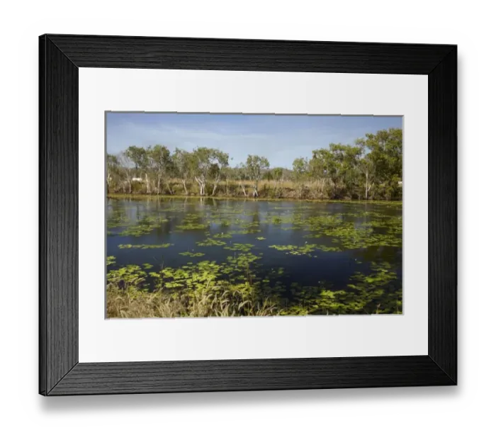 Framed Print : Australia. Lilies in pond at former Adelaide River Railway Station Framed Print : Australia. Lilies in pond at former Adelaide River Railway Station