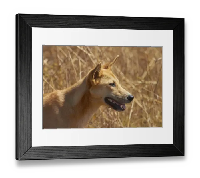 Framed Print : Dingo (Canis lupus dingo), Kakadu National Park, Northern Territory, Australia