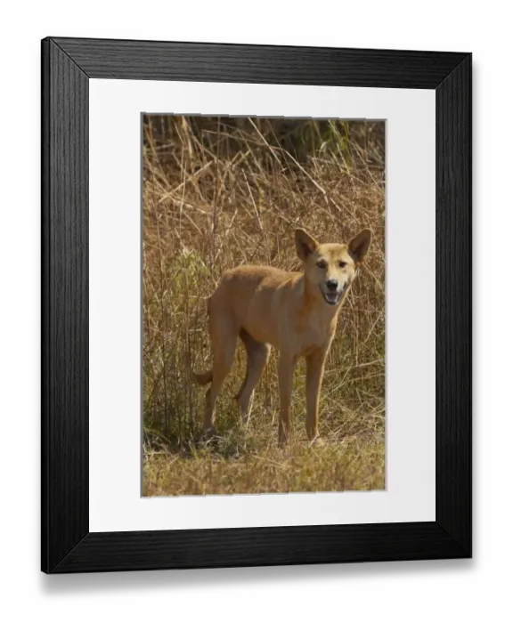 Framed Print : Dingo (Canis lupus dingo), Kakadu National Park, Northern Territory, Australia
